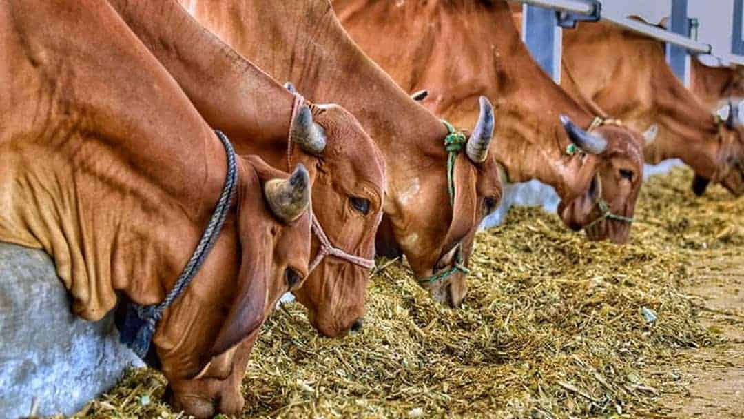 Cattle Feed » Important Tips Regarding Cattle Feeding Practices