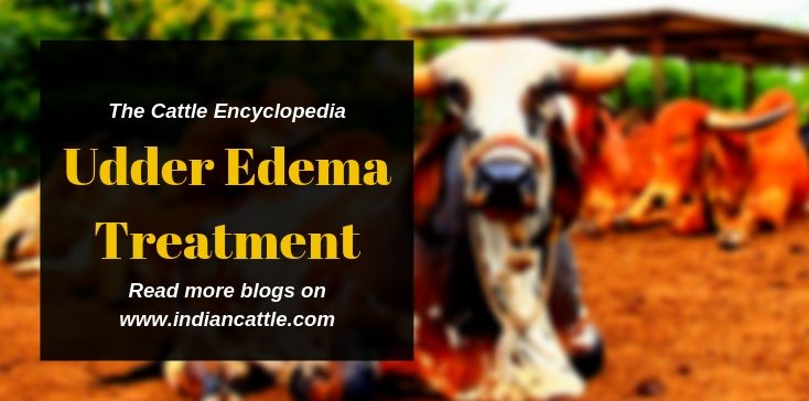 Edema Pada Sapi Udder Edema Treatment in Dairy Cattle » IndianCattle