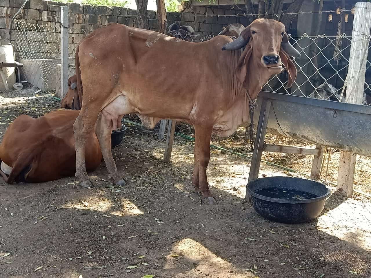 Gir Cow » Gir Cow Price » Gir Cow for Sale » Gowbazaar