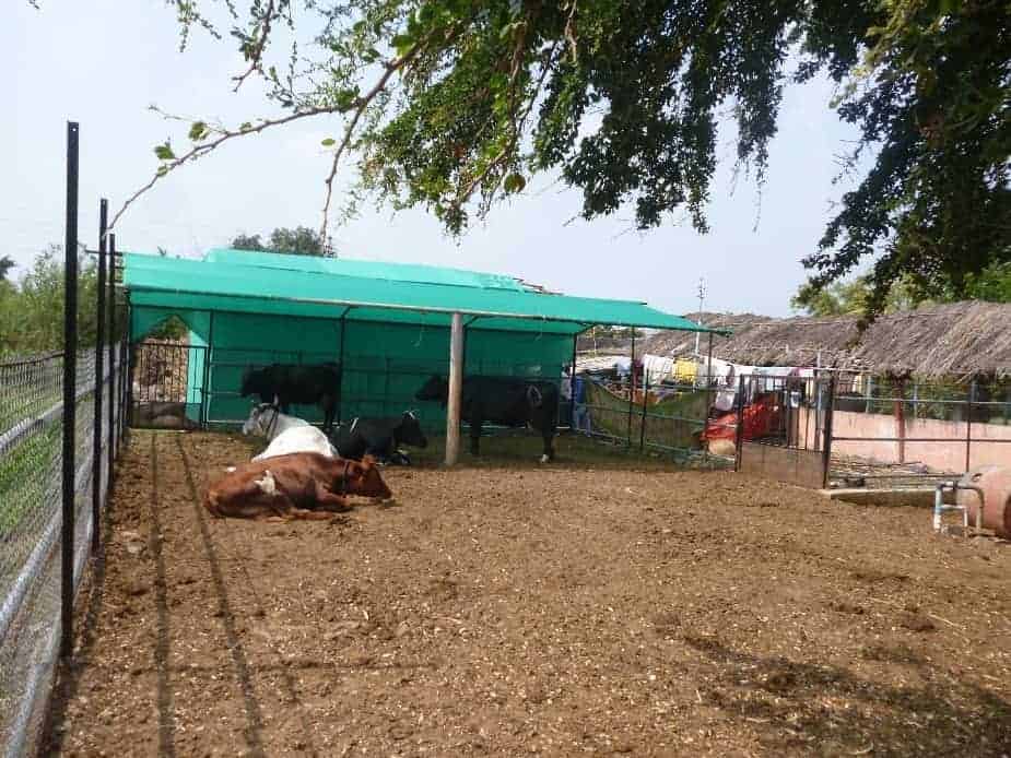 Loose Housing System Dairy Cows » Successful Progressive Farmer